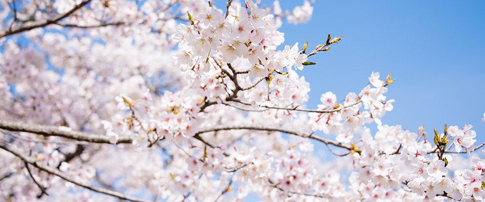 桜写真