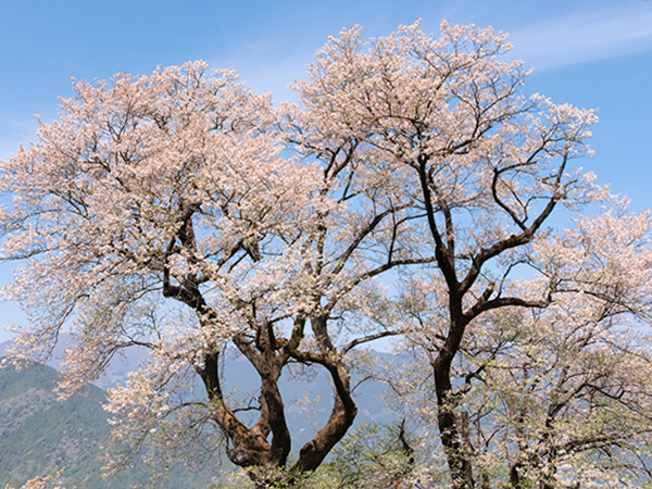 仁淀川町