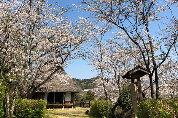 岡豊山