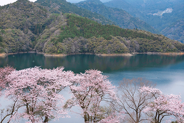 早明浦ダム周辺