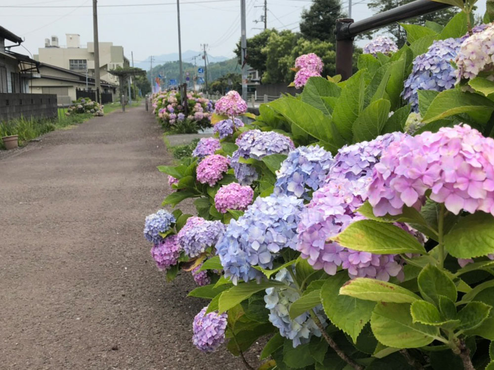 春野あじさい街道